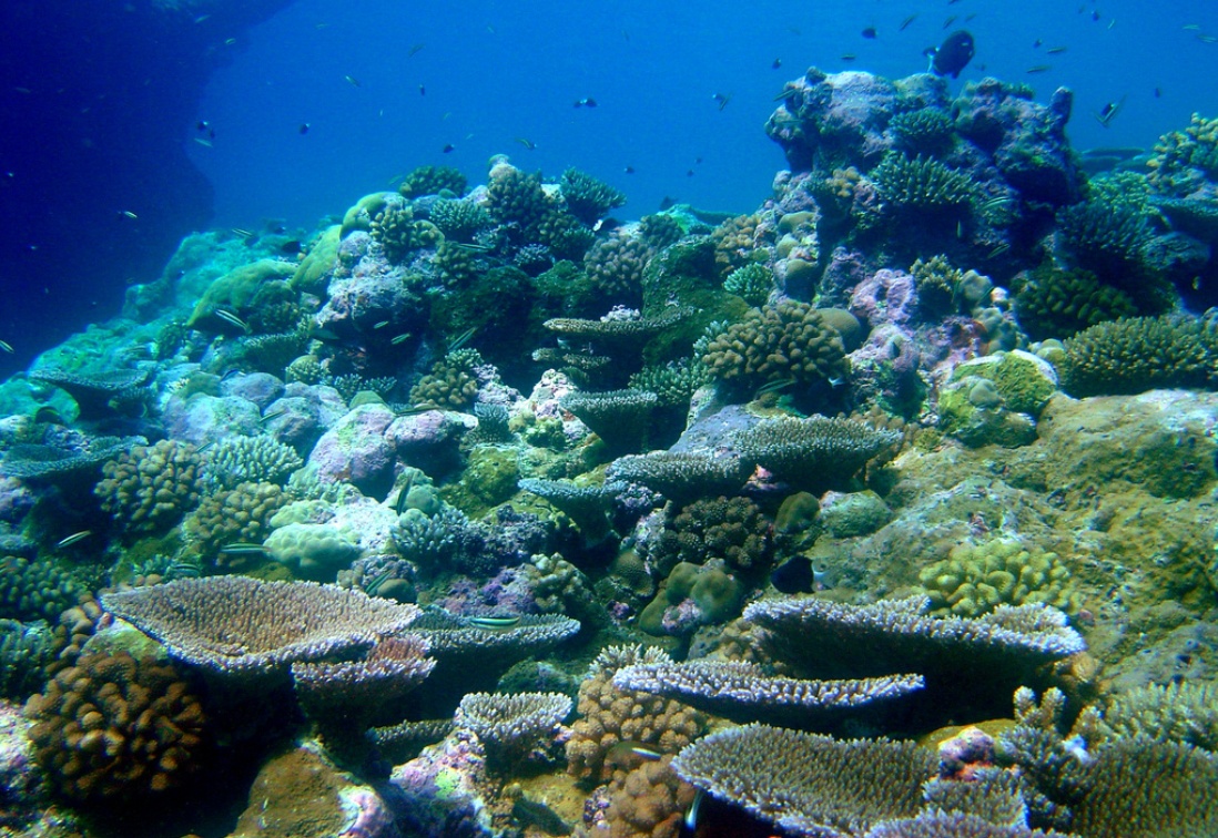 Preserving the Reefs