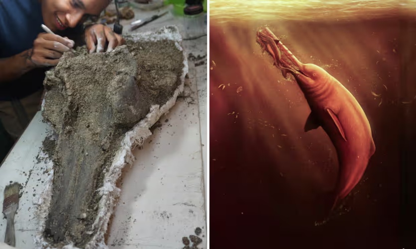 Researchers discover the massive, ancient dolphin’s skull in the Amazon.