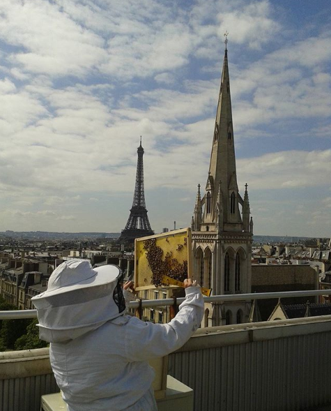 Beehives above Paris rooftops