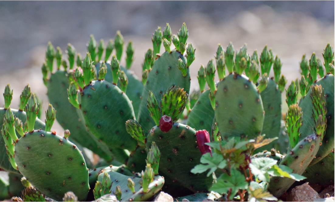 Might Cacti Assist in Powering the World?